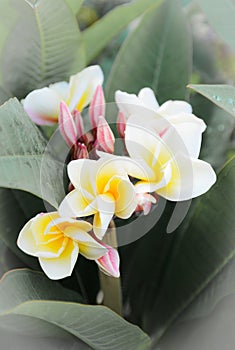 Frangipani tropical flowers, green lefs, nature photo