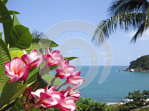 Frangipani tropical flowers koh samui tropical beach thailand photo