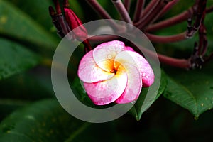 Frangipani tropical flowers, Plumeria flowers fresh