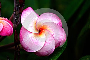 Frangipani tropical flowers, Plumeria flowers fresh