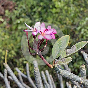 Frangipani tropical flowers, Plumeria flowers fresh