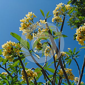 Frangipani Tropical Spa Flower.