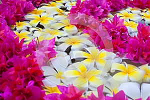 Frangipani Tropical Spa Flower