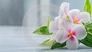 Frangipani Tropical Spa Flower