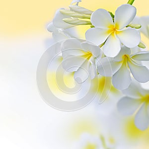 Frangipani Tropical Spa Flower. Plumeria Border Design