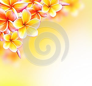 Frangipani Tropical Spa Flower. Plumeria Border Design