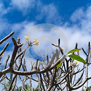 Frangipani Tropical Spa Flower. Plumeria photo