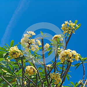 Frangipani Tropical Spa Flower. Plumeria over blue sky