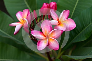 Frangipani Tropical Spa Flower. Plumeria flower on plant photo