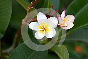 Frangipani Tropical Spa Flower. Plumeria flower on plant photo