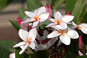 Frangipani Tropical Spa Flower. Plumeria flower on plant photo