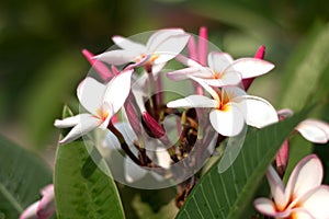 Frangipani Tropical Spa Flower. Plumeria flower on plant photo