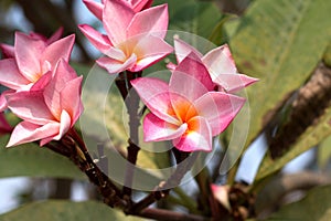 Frangipani Tropical Spa Flower. Plumeria flower on plant photo