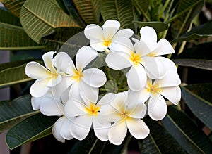 Frangipani Tropical Spa Flower. Plumeria flower on plant photo