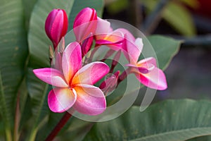 Frangipani Tropical Spa Flower. Plumeria flower on plant photo