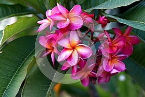 Frangipani Tropical Spa Flower. Plumeria flower on plant photo