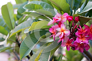 Frangipani Tropical Spa Flower. Plumeria flower on plant photo