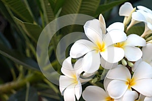 Frangipani Tropical Spa Flower. Plumeria flower on plant photo