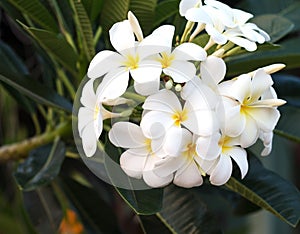 Frangipani Tropical Spa Flower. Plumeria flower on plant photo