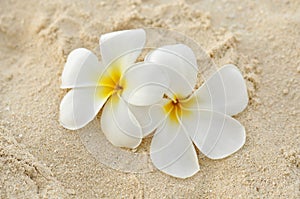 Frangipani