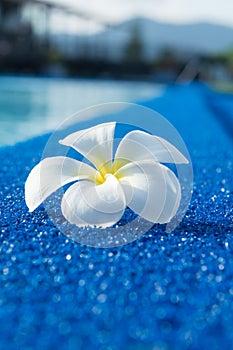 Frangipani white flower by the edge of the pool with sun light and nature background