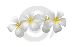 Frangipani