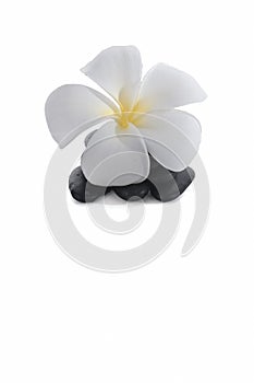 Frangipani with zen rocks on white background.