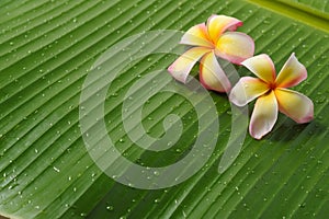 Frangipanis on banana leaf