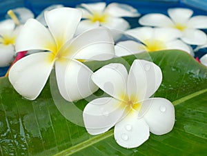 Frangipanis for floral bath