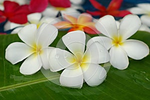 Frangipanis for floral bath