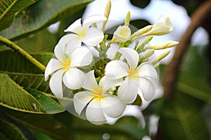 Frangipanis flower