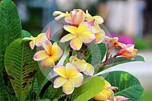 Frangipanis flower