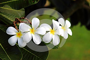 Frangipanis flower