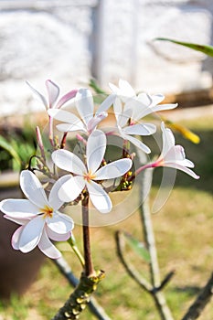 Frangipanis flower