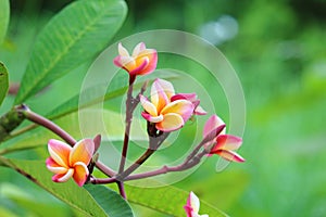 Frangipanis flower