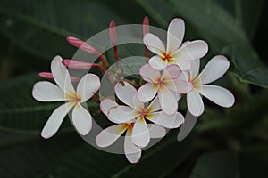 Frangipanis flower