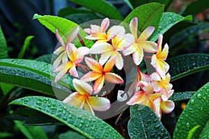 Frangipanis flowers