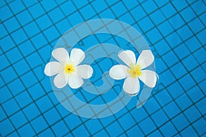 Frangipanis in Swimming Pool