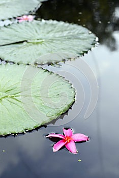 Frangipanni flower in pond