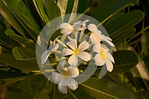 Frangipanni (Plumeria alba)