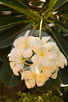 Frangipanni (Plumeria alba)