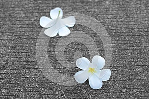 Frangipanni or plumeria flower