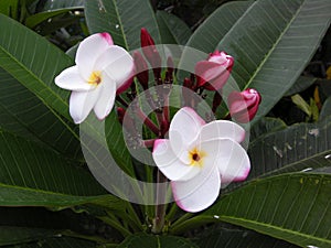 Frangipanni Plumeria rubra