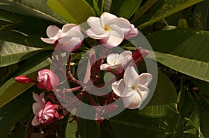 Frangipanni Plumeria rubra