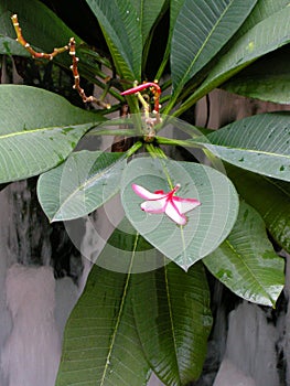 Frangipanni (Plumeria rubra)