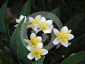 Frangipanni (Plumeria rubra)