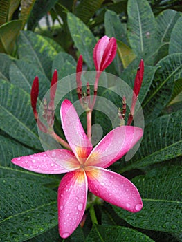 Frangipanni (Plumeria rubra)