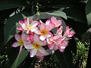 Frangipanni (Plumeria rubra)