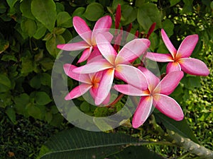 Frangipanni (Plumeria rubra)