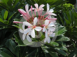 Frangipanni (Plumeria rubra)